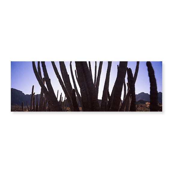 Art Print (Unframed), Cactus Close-Up by Panoramic Images, 24" x 8"