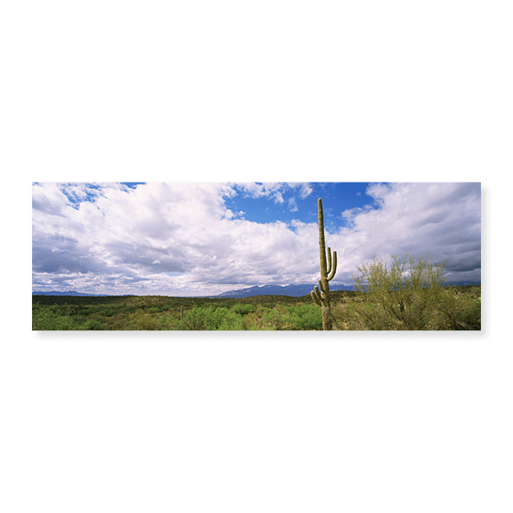 Art Print (Unframed), Cactus in a desert by Panoramic Images, 24" x 8"
