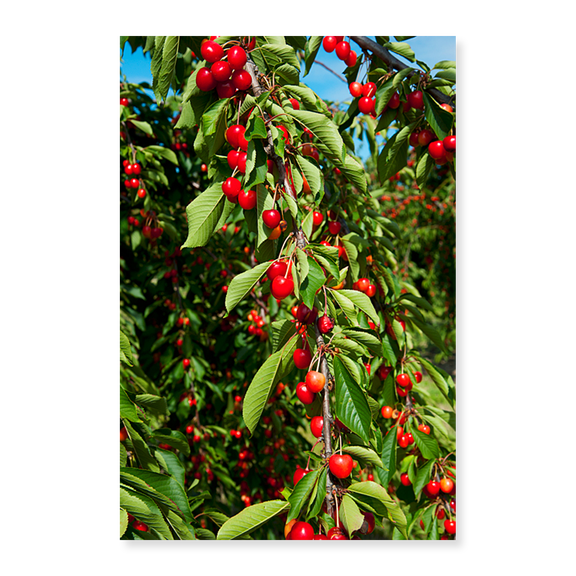 Art Print (Unframed), Cherries to be harvested by Panoramic Images, 18" x 24"
