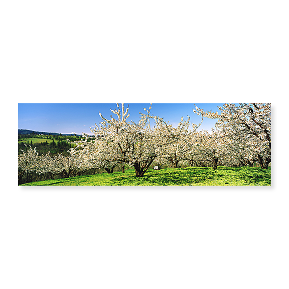Art Print (Unframed), Cherry Orchard by Panoramic Images, 24" x 8"