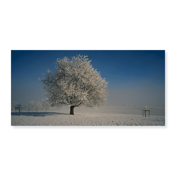 Art Print (Unframed), Cherry Tree in a Snowy Landscape by Panoramic Images, 10" x 16"