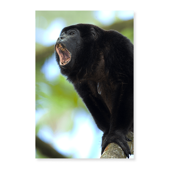 Art Print (Unframed), Close-up of a Black Howler monkey (Alouatta caraya) by Panoramic Images, 16" x 20"