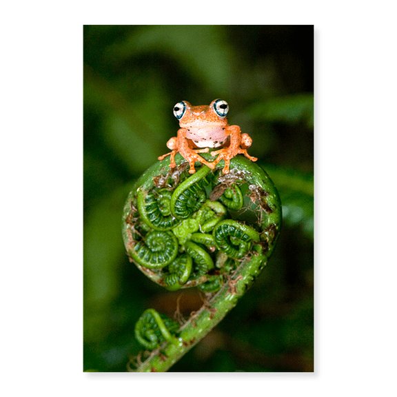 Art Print (Unframed), Close-up of a Blue-Eyed Tree frog on a fern frond by Panoramic Images, 16" x 20"