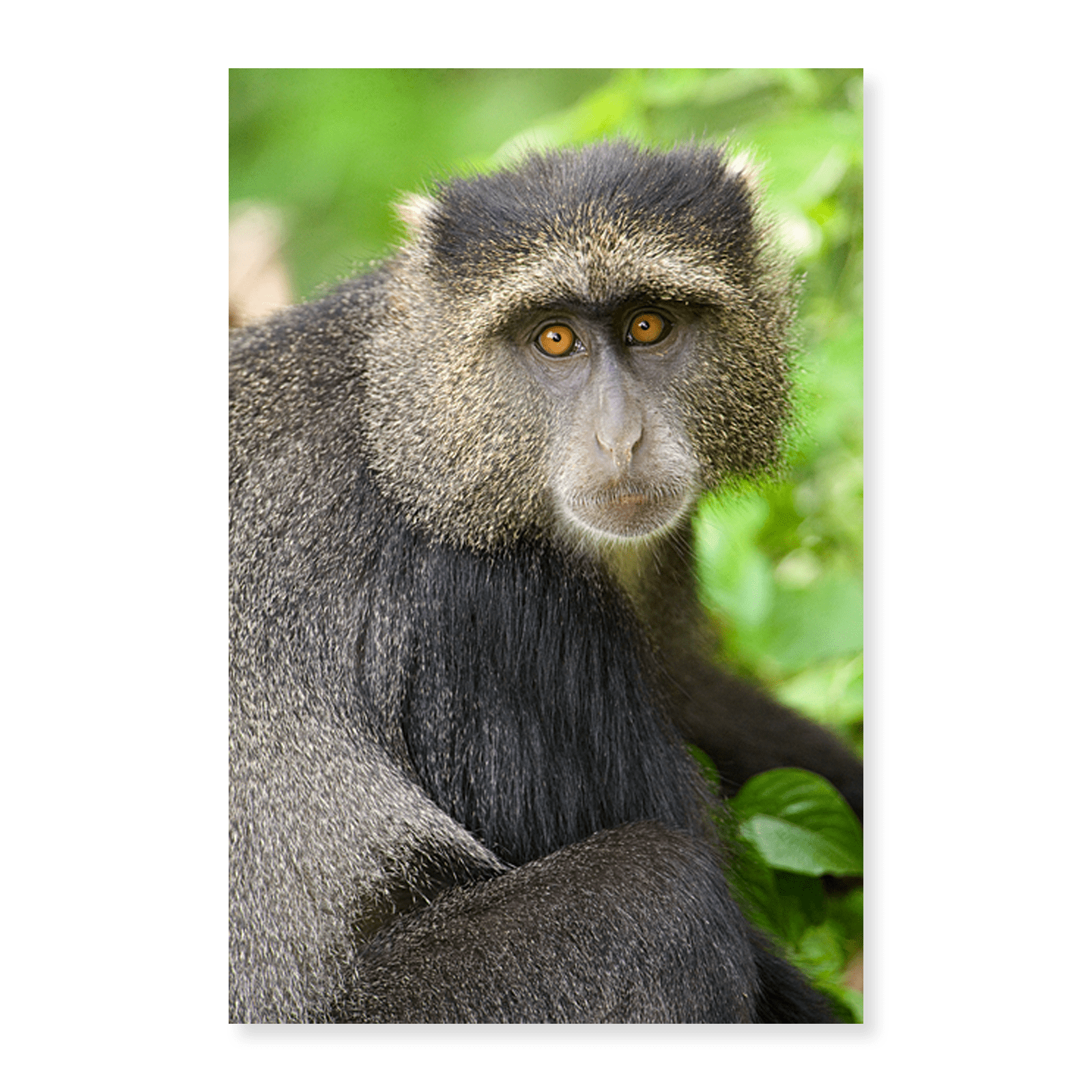 Cercopithecus Rabacus Art Print (Unframed), Close-up of a Blue monkey (Cercopithecus mitis ...