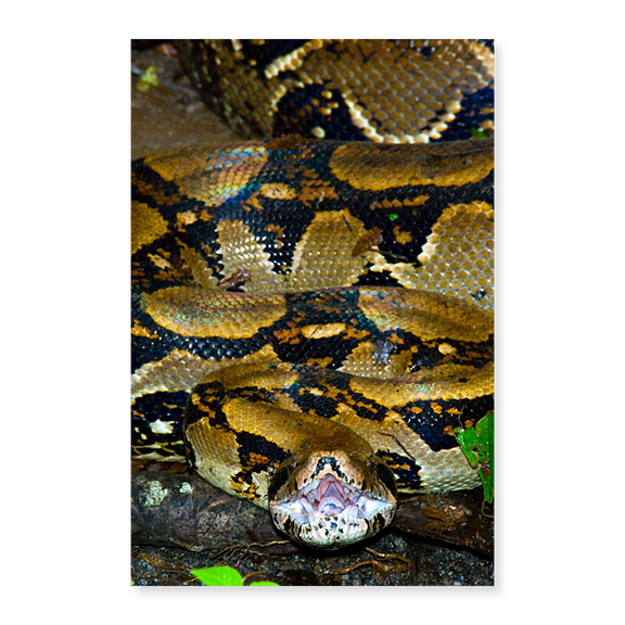 Art Print (Unframed), Close-up of a Boa Constrictor by Panoramic Images, 18" x 24"