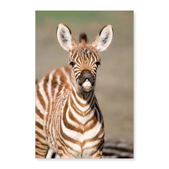 Art Print (Unframed), Close-up of a Burchell's zebra foal (Equus burchelli) by Panoramic Images, 18" x 24"