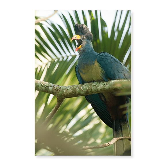 Art Print (Unframed), Close-up of a Great Blue turaco (Corythaeola cristata) calling by Panoramic Images, 16" x 20"