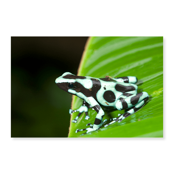 Art Print (Unframed), Close-up of a Green and Black Poison Dart frog (Dendrobates auratus) on a leaf by Panoramic Images, 18" x 24"