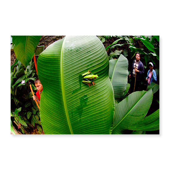 Art Print (Unframed), Close-up of a Red-Eyed Tree frog (Agalychnis callidryas) sitting on a banana leaf by Panoramic Images, 16" x 20"