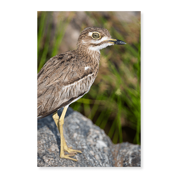 Art Print (Unframed), Close-up of a Water Thick-Knee (Burhinus vermiculatus) bird on a rock by Panoramic Images, 18" x 24"