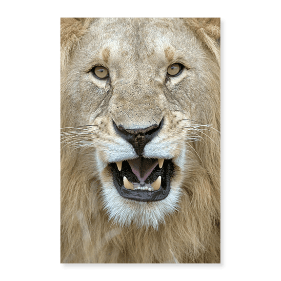 Art Print (Unframed), Close-up of a lion (Panthera leo) yawning by Panoramic Images, 18" x 24"