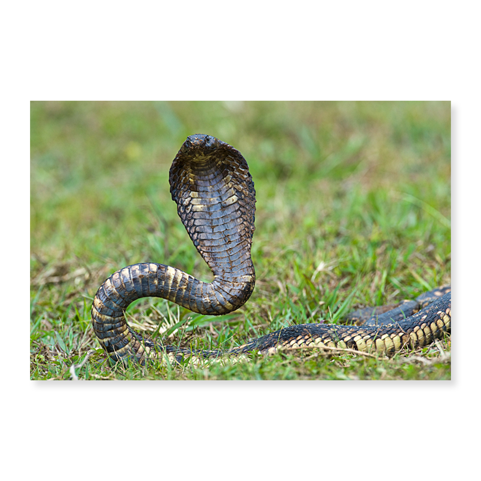 Art Print (Unframed), Close-up of an Egyptian cobra (Heloderma horridum ...