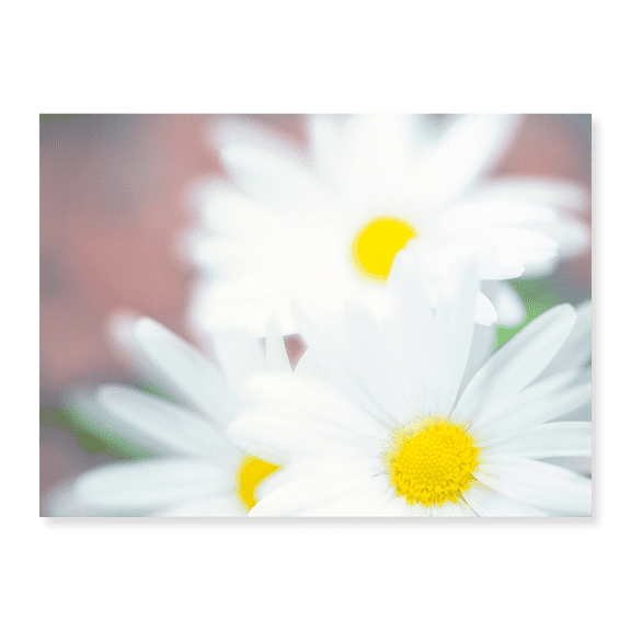 Art Print (Unframed), Close up of daisies with purple background by Panoramic Images, 18" x 24"