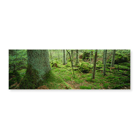 Art Print (Unframed), Close-up of moss on a tree trunk in the forest by Panoramic Images, 24" x 8"
