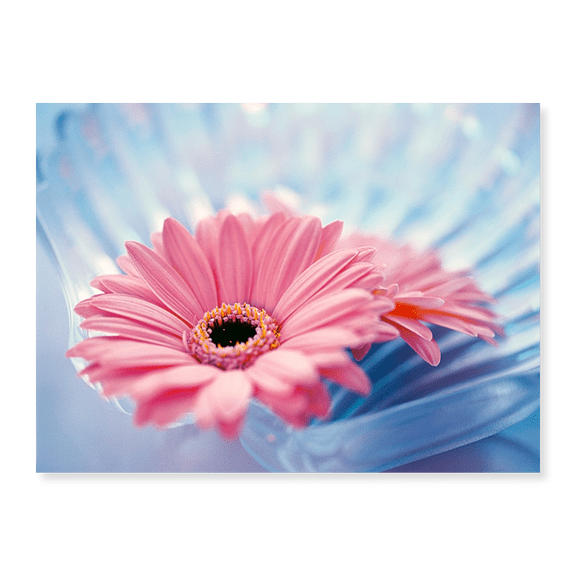 Art Print (Unframed), Close up of two pink gerbera daisies in water ripples by Panoramic Images, 16" x 20"