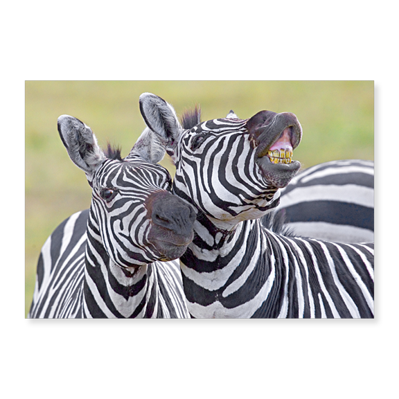 Art Print (Unframed), Close-up of two zebras by Panoramic Images, 16" x 20"