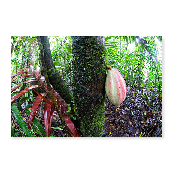 Art Print (Unframed), Cocoa tree in a rainforest by Panoramic Images, 16" x 20"