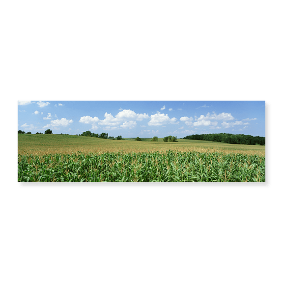 Art Print (Unframed), Corn Crop In A Field by Panoramic Images, 24" x 8"