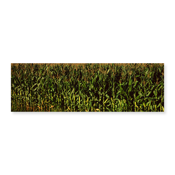 Art Print (Unframed), Corn field by Panoramic Images, 24" x 8"