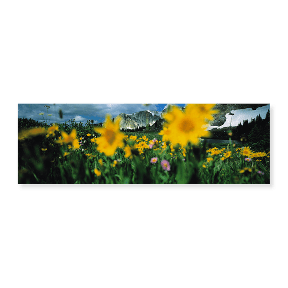 Art Print (Unframed), Daisies by Panoramic Images, 24" x 8"