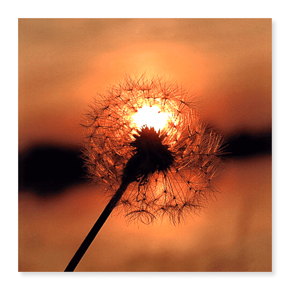 Art Print (Unframed), Dandelion in Sunset by Artographie, 16" x 20"