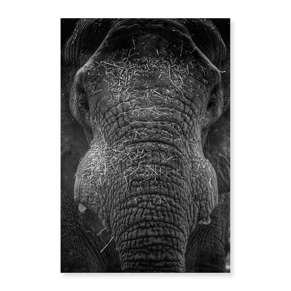 Art Print (Unframed), Elephant Close Up III by Artographie, 16" x 20"