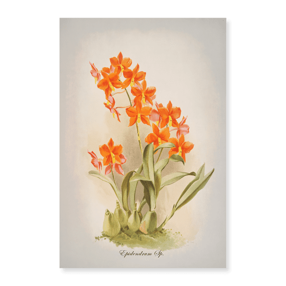 Art Print (Unframed), Epidendrum Orchid by Alpenglow Workshop, 18" x 24"