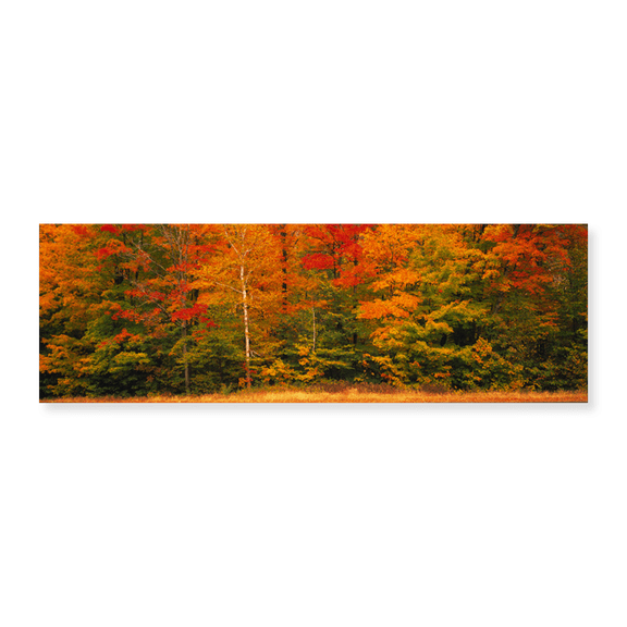 Art Print (Unframed), Fall Maple Trees by Panoramic Images, 36" x 12"