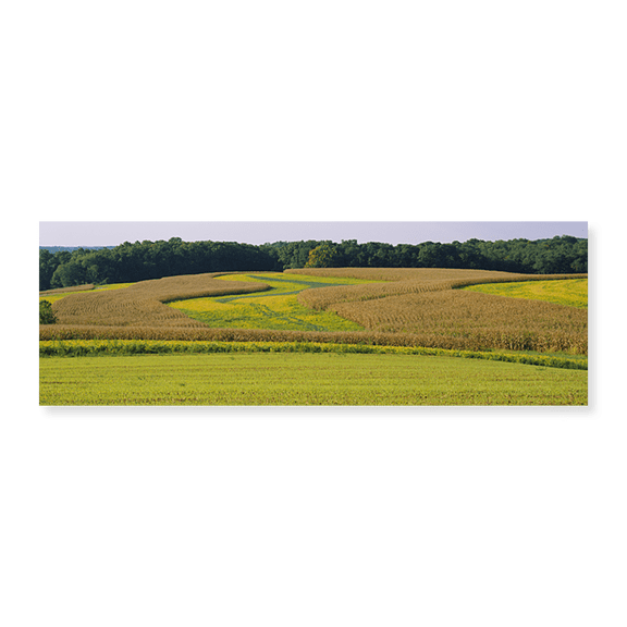 Art Print (Unframed), Field Of Corn Crops by Panoramic Images, 24" x 8"
