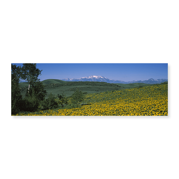 Art Print (Unframed), Fields Humboldt National Forest NV USA by Panoramic Images, 24" x 8"
