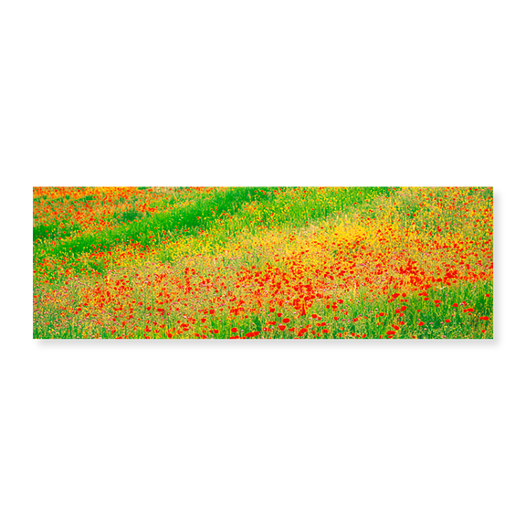 Art Print (Unframed), Fields of flowers Andalusia Granada Vicinity Spain by Panoramic Images, 24" x 8"