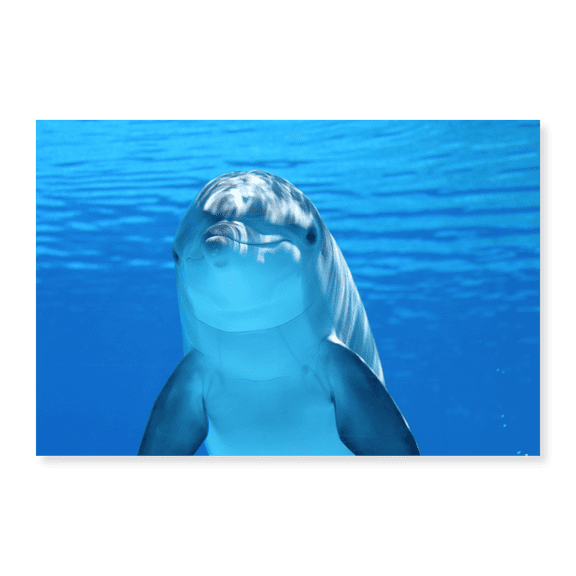 Art Print (Unframed), Flipper the Dolphin by Artographie, 16" x 20"