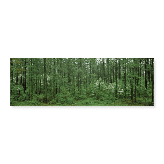 Art Print (Unframed), Flowering Dogwood (Cornus florida) trees in a fore by Panoramic Images, 24" x 8"