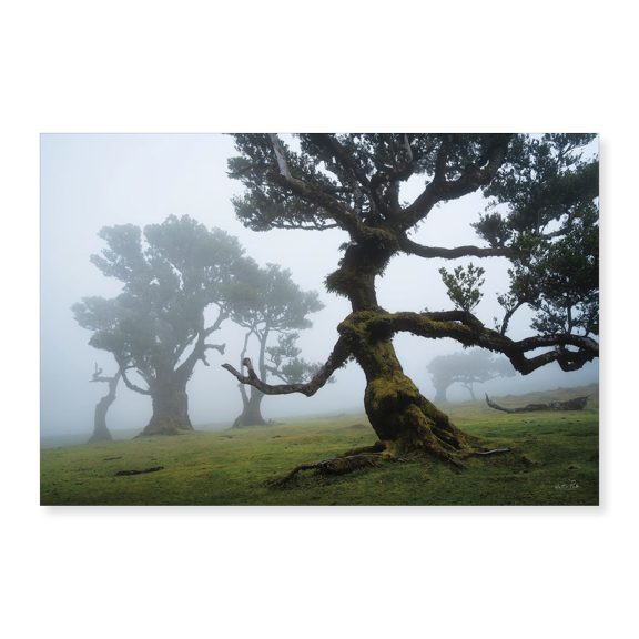 Art Print (Unframed), Forest Queen I by Martin Podt, 16" x 20"