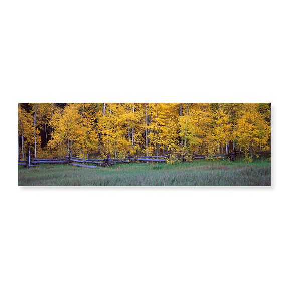 Art Print (Unframed), Forest by Panoramic Images, 24" x 8"