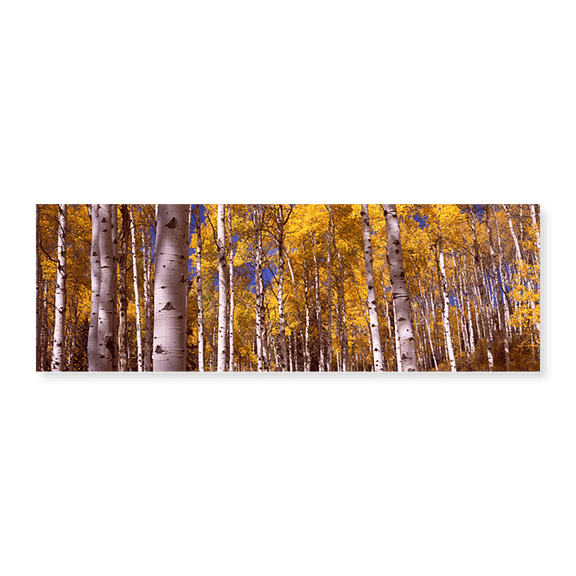 Art Print (Unframed), Forest by Panoramic Images, 24" x 8"