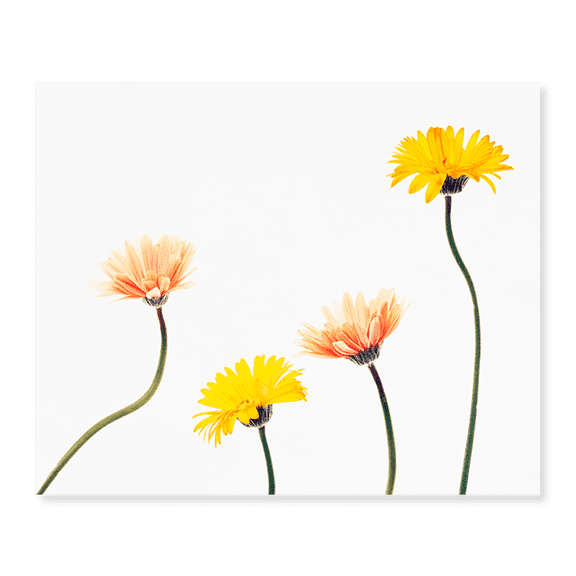 Art Print (Unframed), Four Yellow and Pink Daisies on White Background by Panoramic Images, 18" x 24"