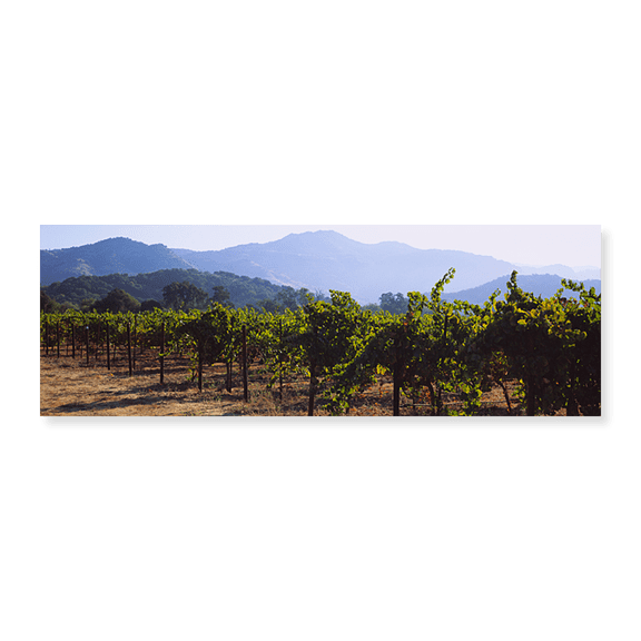 Art Print (Unframed), Grape vines in a vineyard by Panoramic Images, 24" x 8"