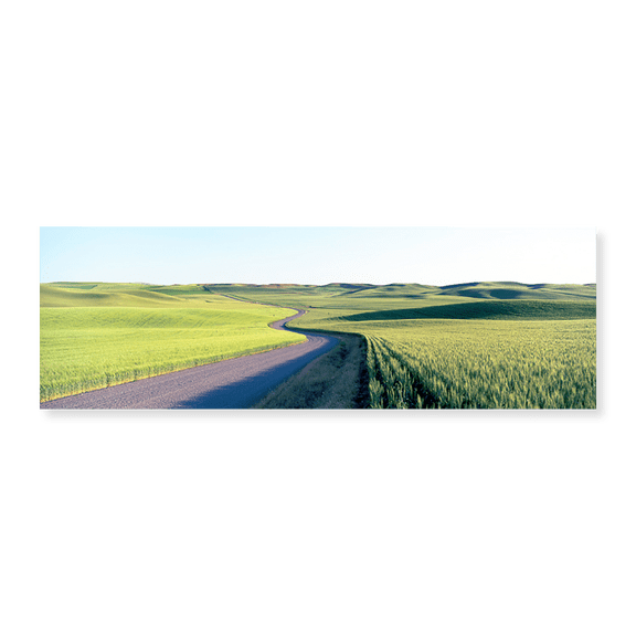 Art Print (Unframed), Gravel Road Through Barley and Wheat Fields WA by Panoramic Images, 24" x 8"