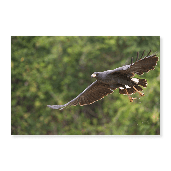Art Print (Unframed), Great Black hawk in flight by Panoramic Images, 16" x 20"