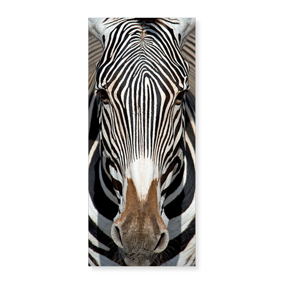 Art Print (Unframed), Grevey's Zebra by Panoramic Images, 10" x 16"