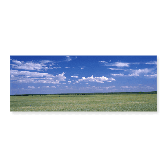 Art Print (Unframed), Herd of Bison on prairie Cheyenne WY USA by Panoramic Images, 12-1/2" x 20"