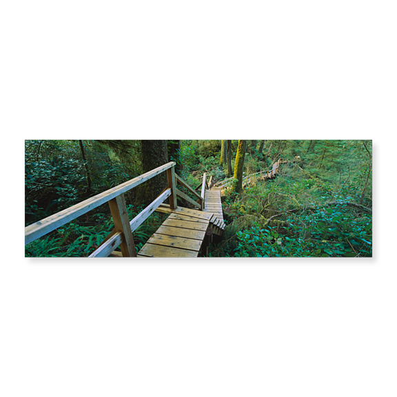 Art Print (Unframed), High angle view of an elevated wooden path passing by Panoramic Images, 24" x 8"