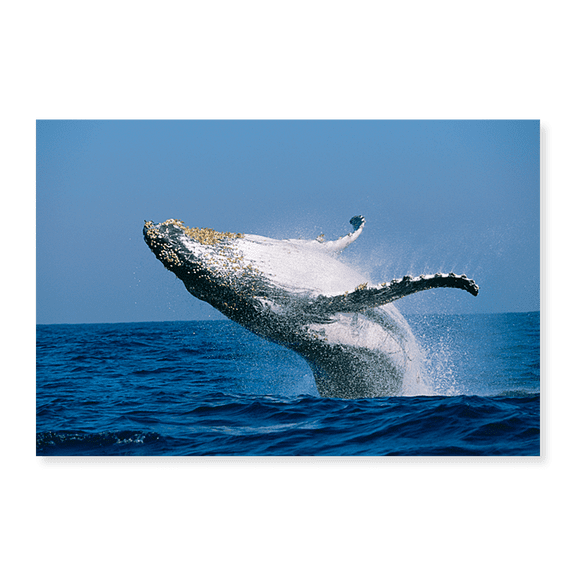 Art Print (Unframed), Humpback whale (Megaptera novaeangliae) breaching in the sea by Panoramic Images, 16" x 20"