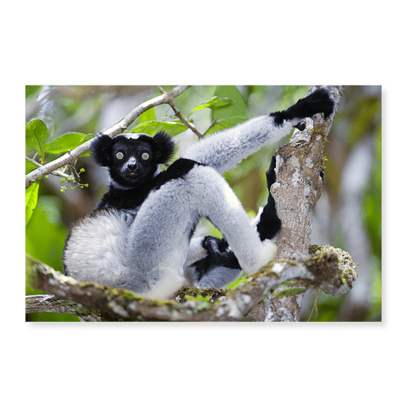 Art Print (Unframed), Indri lemur (Indri indri) sitting on a tree by Panoramic Images, 18" x 24"