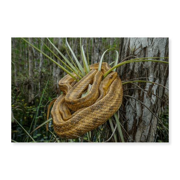 Art Print (Unframed), Jamaican Boa by Artographie, 16" x 20"