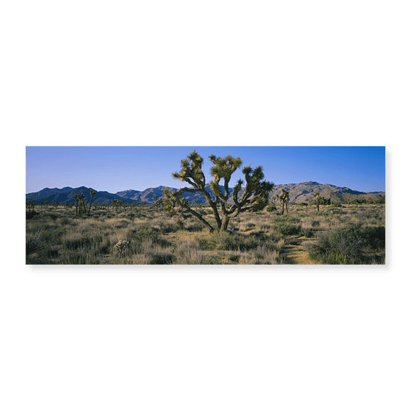 Art Print (Unframed), Joshua trees on a landscape by Panoramic Images, 24" x 8"