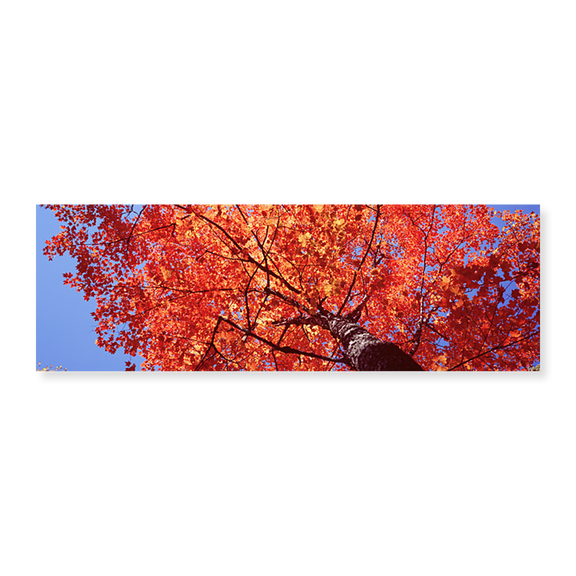 Art Print (Unframed), Low Angle View Of A Maple Tree by Panoramic Images, 24" x 8"