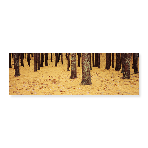 Art Print (Unframed), Low Section View Of Pine And Oak Trees by Panoramic Images, 24" x 8"