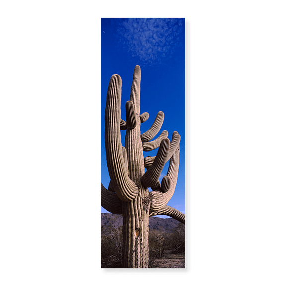 Art Print (Unframed), Low angle view of a Saguaro cactus (Carnegiea giga by Panoramic Images, 24" x 8"
